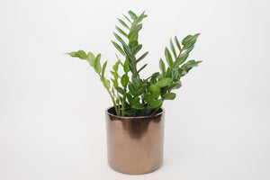 zz plant (package D)
