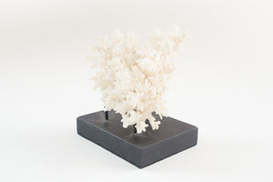 Coral on Stand