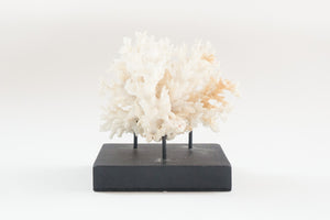 Coral on Stand