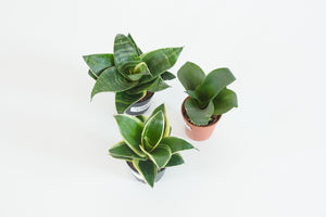 assorted snake plant (Package C)