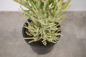 Euphorbia Firestick