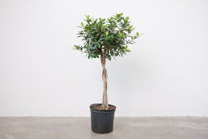 Braided Ficus Green Island