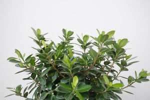 Braided Ficus Green Island