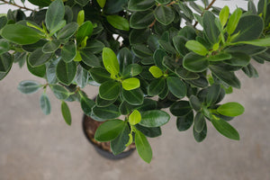 Braided Ficus Green Island