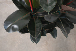 Rubber Plant