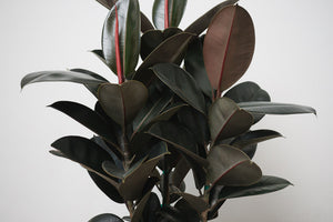 Rubber Plant