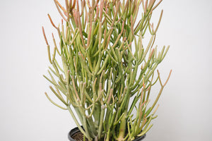 Euphorbia Firestick