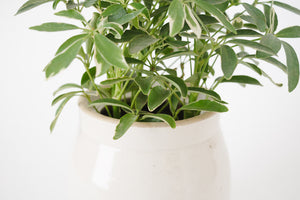 Umbrella Plant & Vtg Ceramic Planter