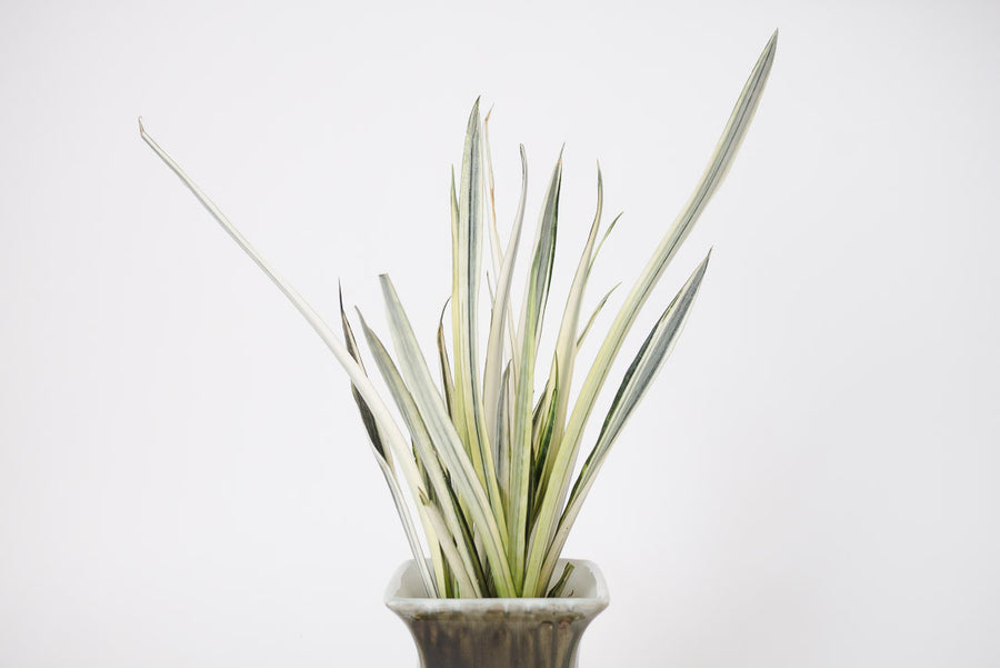 Snake Plant & Vtg Pottery Planter