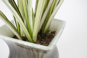 Snake Plant & Vtg Pottery Planter