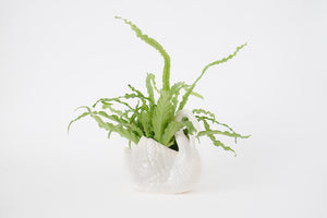 Fern & Vtg Swan Planter