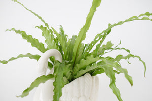 Fern & Vtg Swan Planter