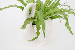 Fern & Vtg Swan Planter