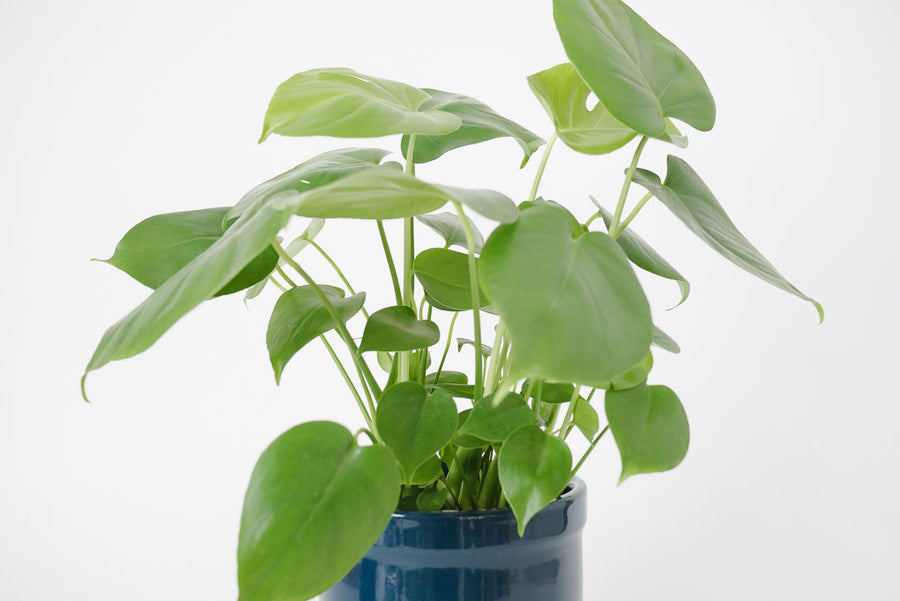 Split Leaf Philodendron & Vtg Pot