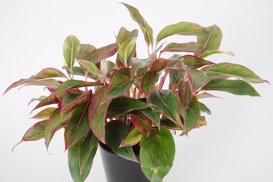 Chinese Evergreen & German Planter