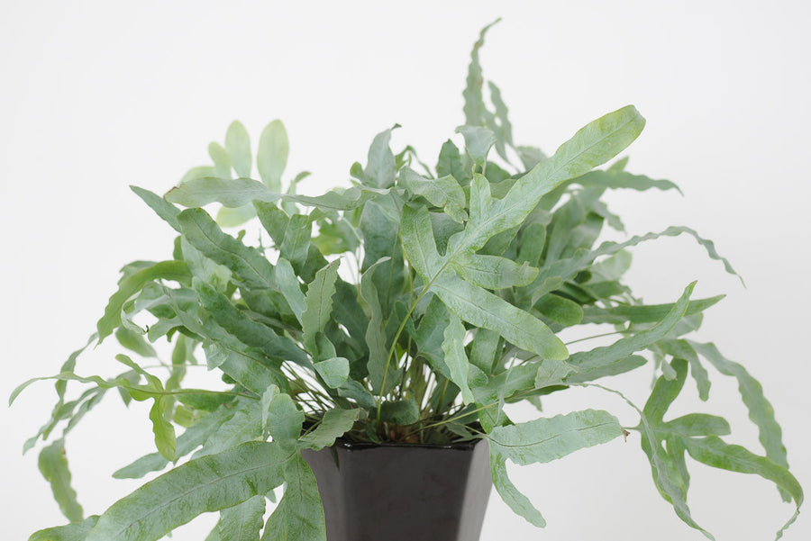 Fern & Vtg Hexagonal Planter