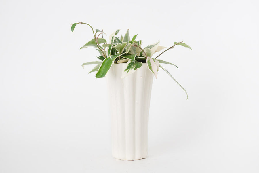 Wax Plant & Vtg Planter