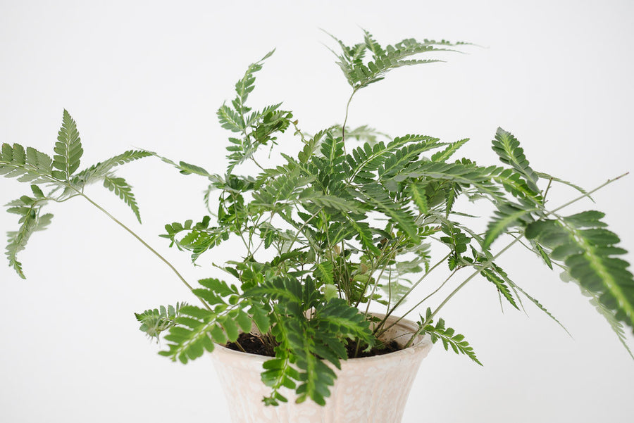 Fern & Vtg Speckled Pedestal Planter