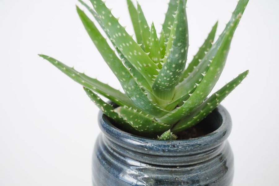 Aloe & Vtg Studio Pottery Planter