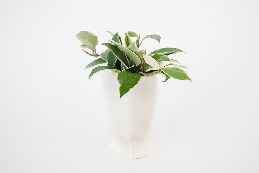 Wax Plant & Vtg Pot