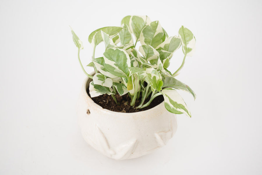 Pothos & Vtg McCoy Planter