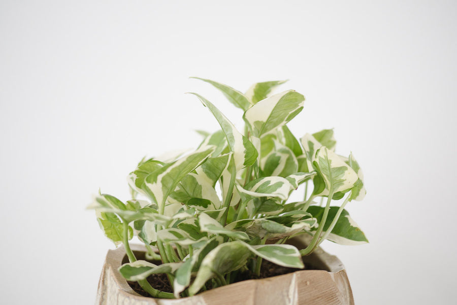 Pothos & Vtg Ikebana Planter