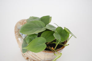 Heart Leaf Vine & Vtg Shell Planter