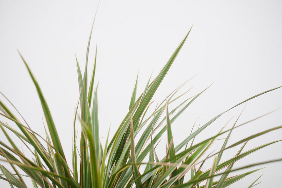 Dragon Tree in Vtg Koi Planter