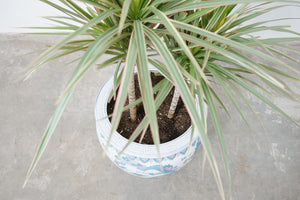 Dragon Tree in Vtg Koi Planter