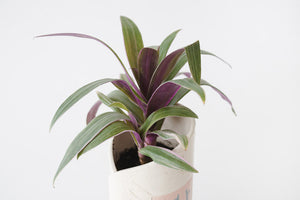 Cradle Lily & Studio Pottery Planter