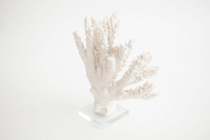 Coral on Lucite