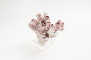 Barnacle on Lucite