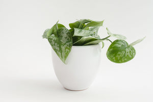 5" Pot / Planter - Gloss White Bell