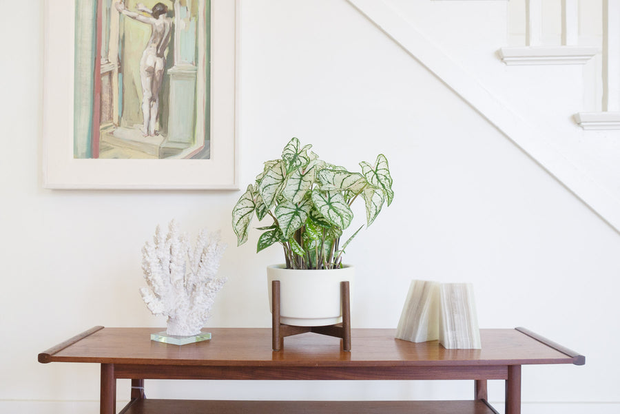 Coral on Lucite