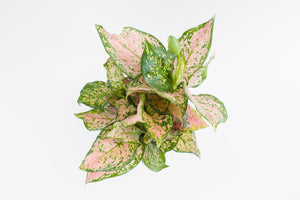 assorted aglaonema (Package A)