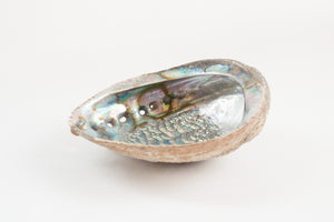 Abalone Shell Tray