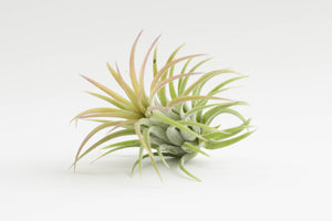 air plant (Package F)