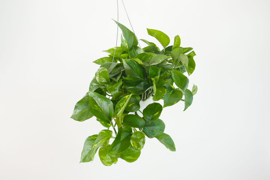 assorted pothos (package E)