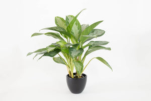 assorted aglaonema (Package A)