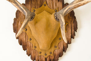 Vintage Elk Horns