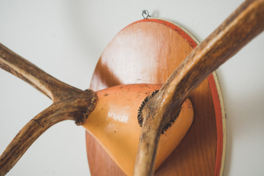 Large Elk Antlers