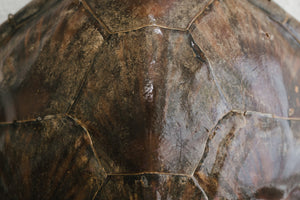 Vintage Turtle Shell