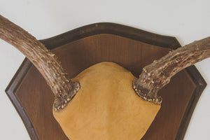 Vintage Four-Point Antlers