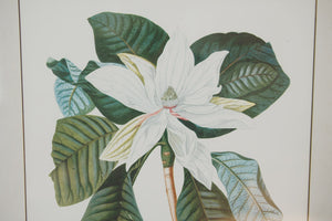 Magnolia Botanical Print