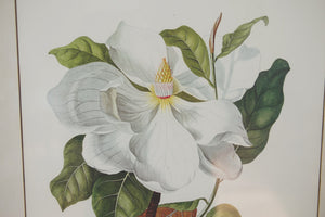 Magnolia Botanical Print
