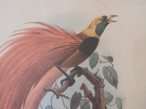 Vintage Bird Print