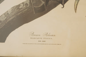 Vintage Pelican Print