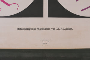 Vintage German Scientific Chart