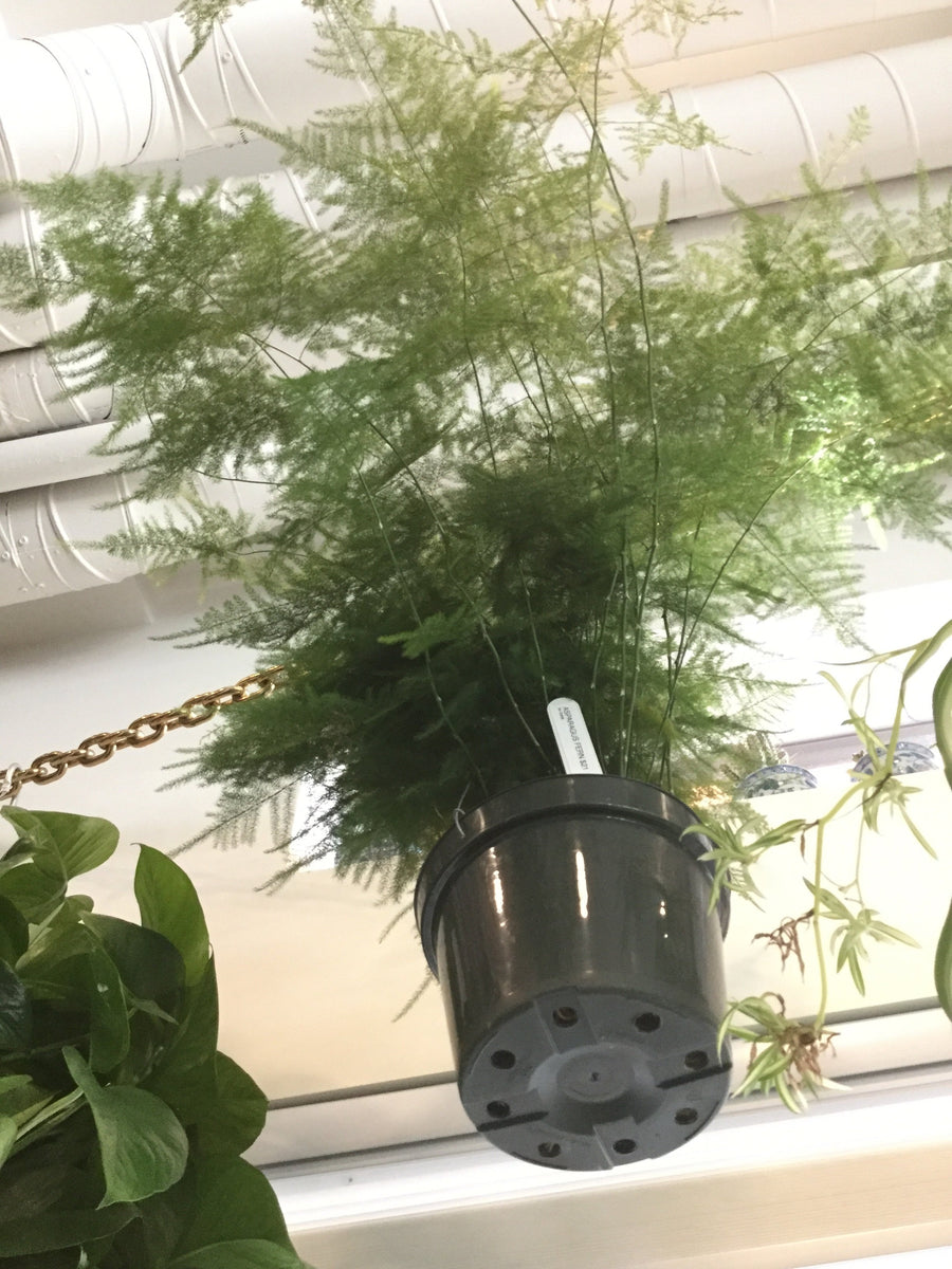 asparagus plumosa fern 6"