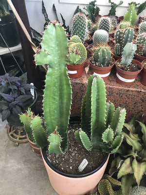 euphorbia ingens 10"